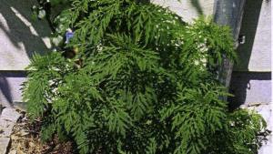 Die Beifußambrosie - Ambrosia artemisifolia
